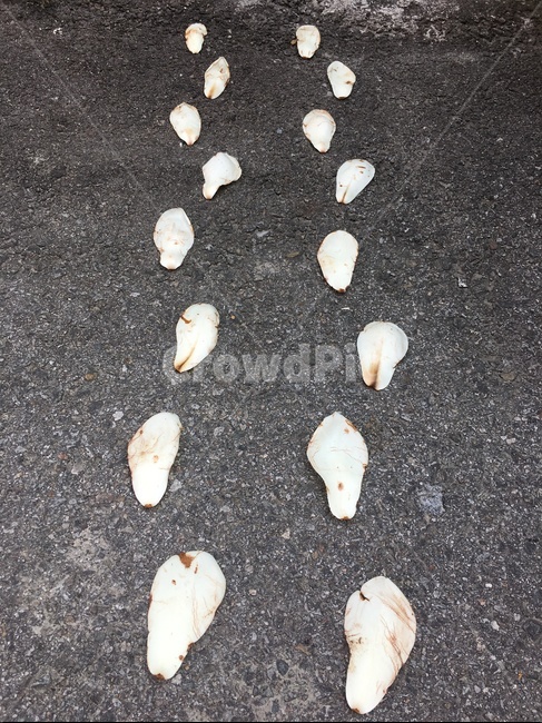 목련,목련꽃길,꽃길,발자국,발자욱,꽃발자국,꽃발자욱,백목련,아스발트,아스팔트