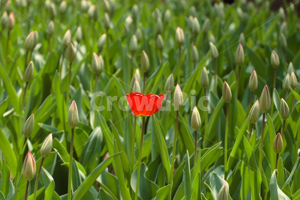 plant,식물,blossom,꽃,flower,싱글,single