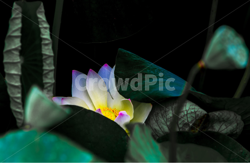 연꽃,연잎,수줍음,문양,무늬,습지,식물,자연,plants,nature,꽃,flower