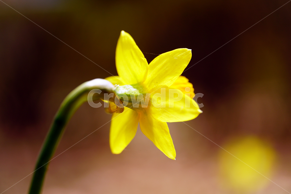 수선화,한국자연,꽃,꽃사진,플라워,flower,봄,봄꽃,spring,식물,plants,자연,nature,풍경,landscape,계절,season,snap,스냅,접사,macro,closeup,클로즈업,감성사진,감성,힐링,healing,느낌,feel,feeling,꽃밭,화단,나무,나뭇가지,tree,꽃봉오리,4월,April,봄,계절,spring,season,식물,자연,plants,nature,꽃,flower,plant,blossom