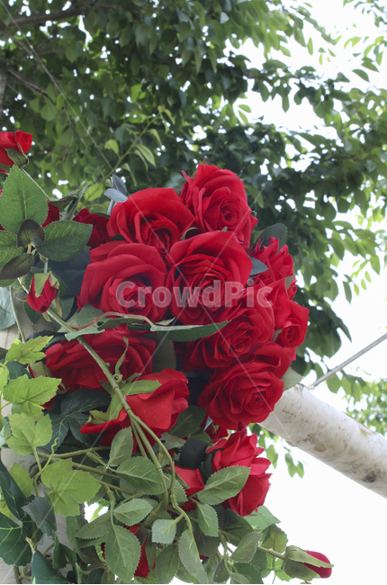 flower,꽃,rose,장미,plant,식물,red,빨간,빨강,빨간장미,redrose