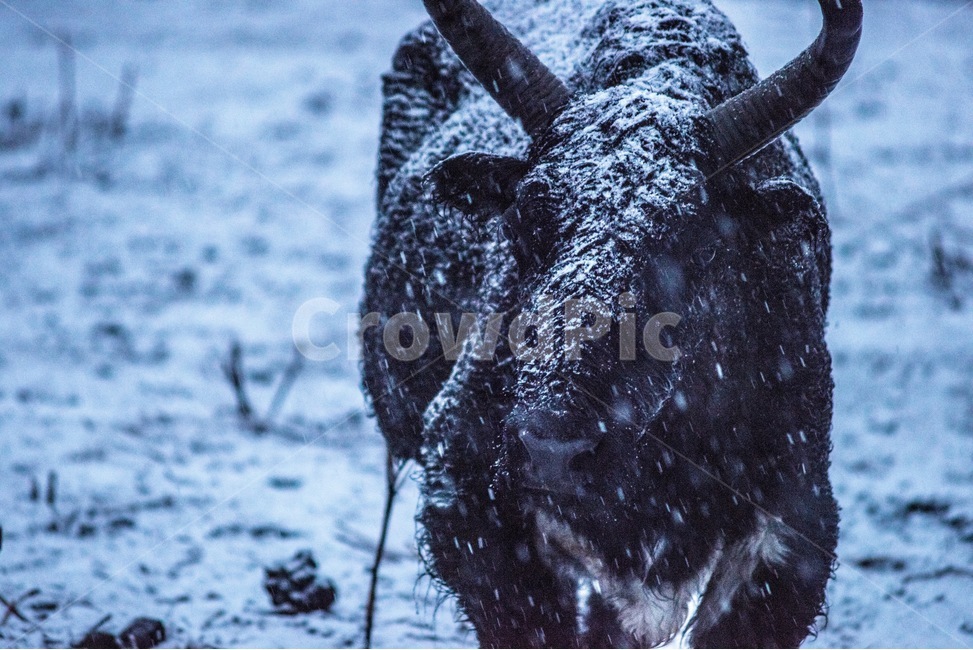 야크,눈,야생,블랙야크,자연,동물,겨울,계절,winter,season,동물,animal,포유류,mammal