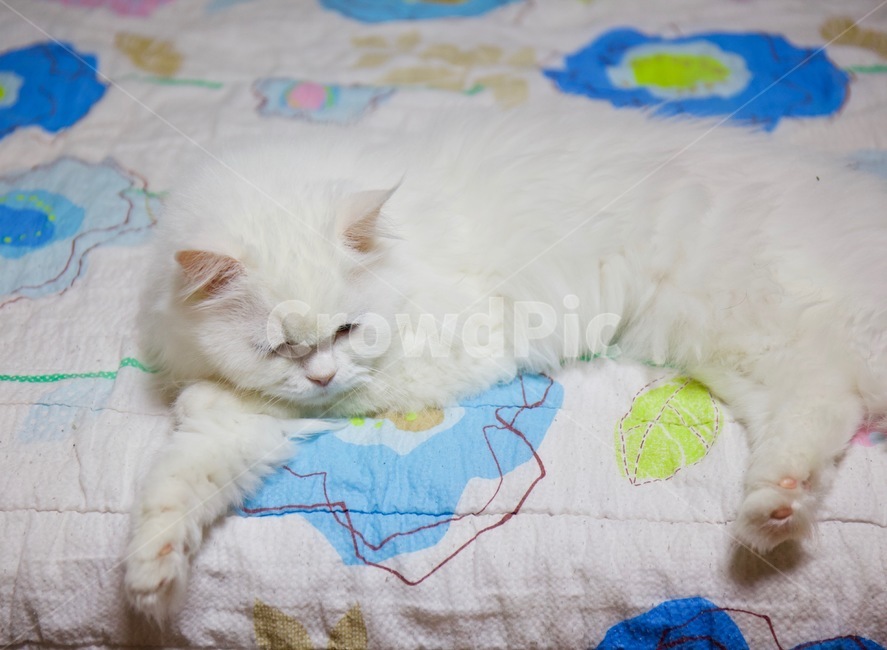 고양이,냐옹이,냥냥,집사,cat,cats,개냥이,야용이,반려묘,터키쉬앙고라,tuckishangora,pet,mew,야옹,냥냥펀치,동물,animal,포유류,mammal,고양이,cat,kitten,kitty