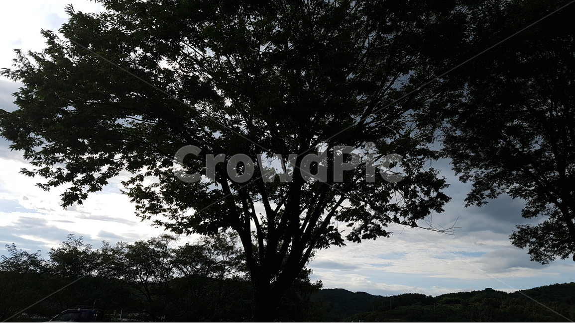 하늘,구름,sky,cloud,풍경,자연,자연,풍경,nature,landscape,식물,plants,나무,trees,wood,tree,tree trunk,나무 줄기,plant