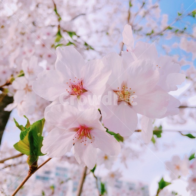 벚꽃,봄,꽃,spring,계절,식물,봄,계절,spring,season