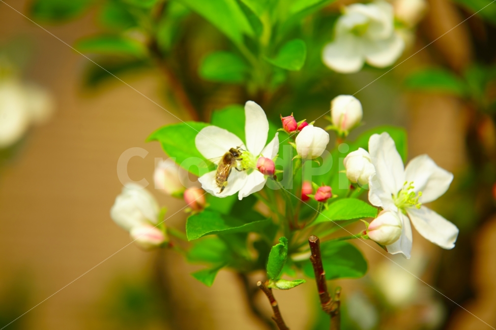 누끼,벌,애기꽃사과,꽃,봄,소생,꿀,분재,식물,자연,plants,nature,동물,animal,곤충,벌레,insect,bug,꽃,flower