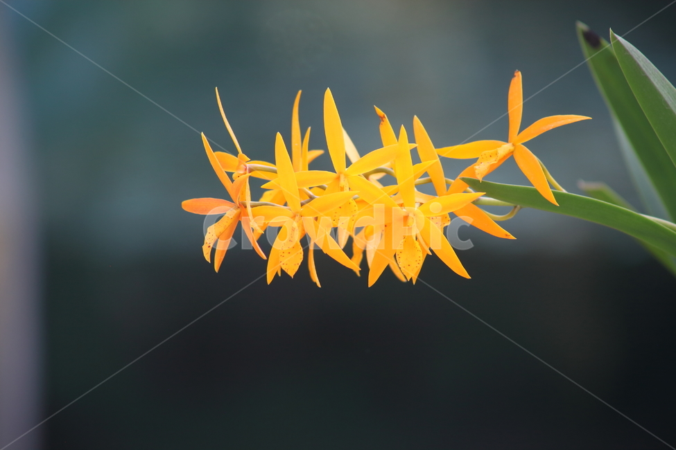 꽃,식물,온실,flower,plant,식물,자연,plants,nature,꽃,flower
