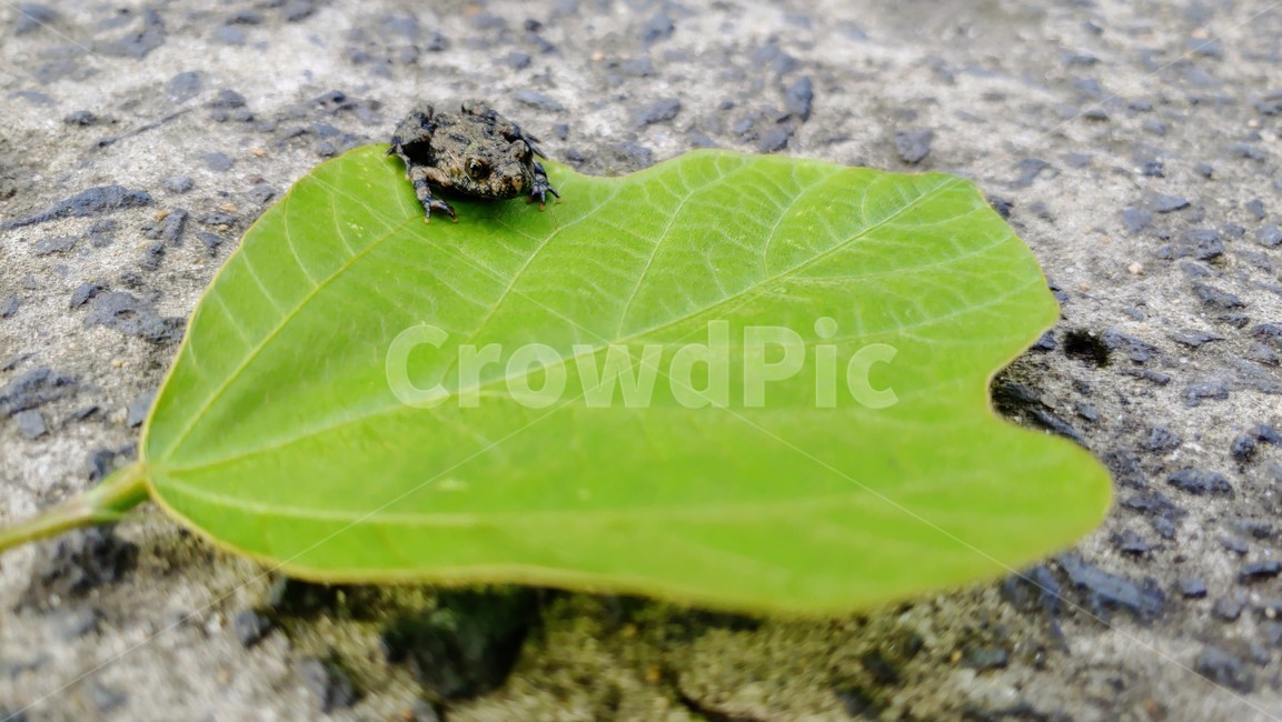 개구리,frog,babyfrog,nature,새끼개구리,작은개구리,leafandfrog