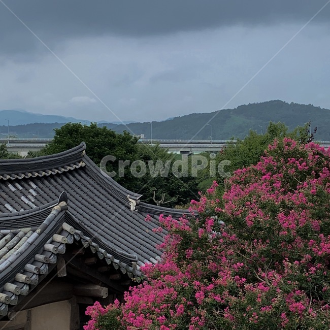 한옥,한국전통,베롱나무,자연,지붕,한국전통,한국문화,korean traditional,korean culture,건축물,건물외관,exterior,building,structure,architecture,construction