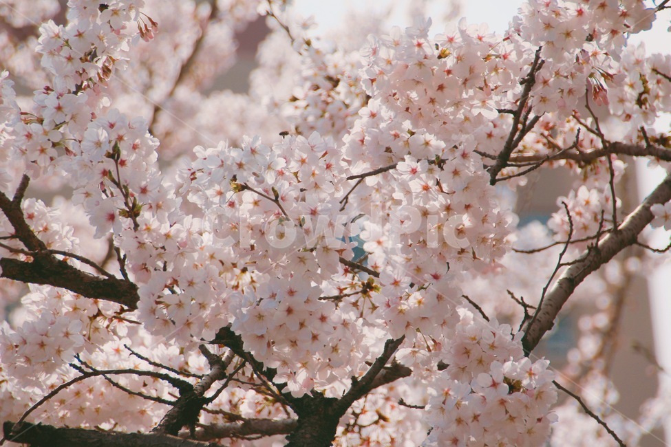 봄,벚꽃,자연,계절,분위기,풍경,분홍,배경,감성,nature,spring,mood,pink,color,봄,계절,spring,season,식물,자연,plants,nature,꽃,flower,plant,blossom