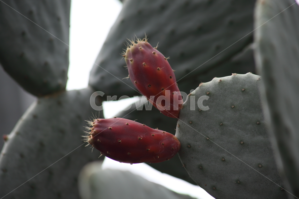손바닥선인장,백년초,열매,선인장,indianpricklypear,CactusFruits