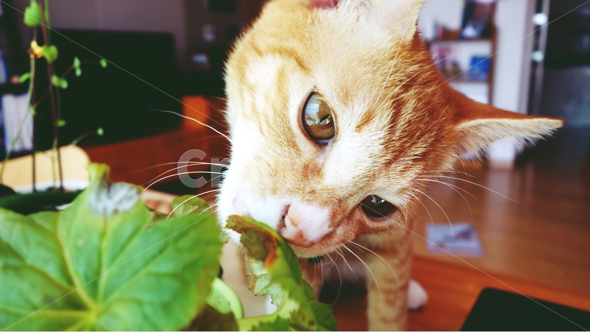 고양이,cat,pet,동물,화분,동물,animal,포유류,mammal,고양이,cat,kitten,kitty
