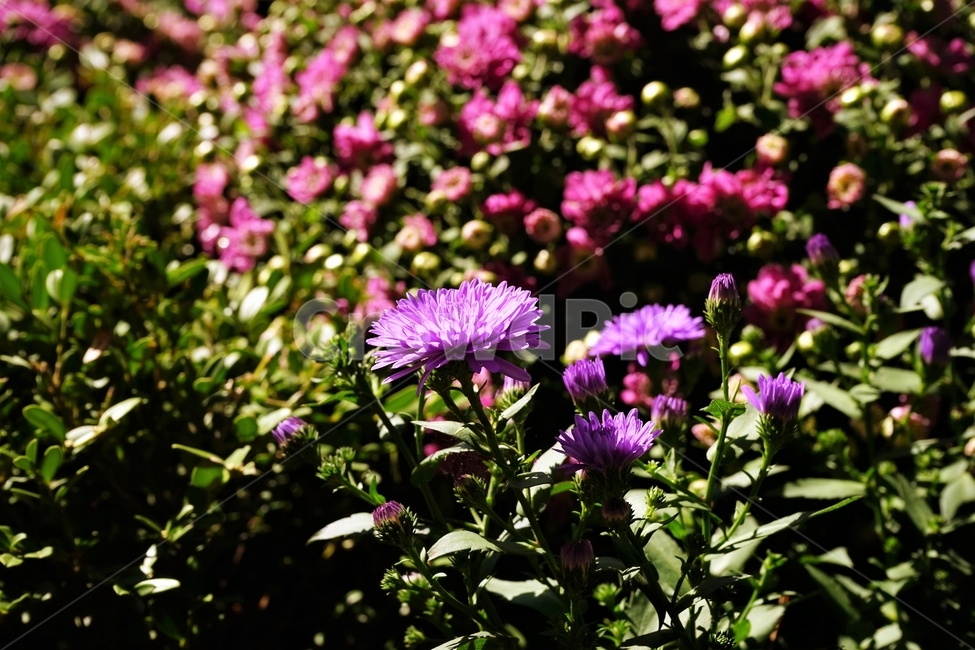 꽃,향기,계절,여름,녹색,빨강색,아름다움,자연,healing,nature,bloom,season,smell,식물,자연,plants,nature,꽃,flower