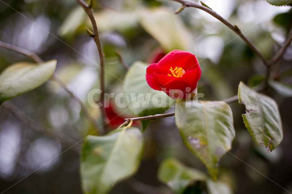 꽃,동백꽃,flower,식물,blossom,식물,자연,plants,nature,꽃,flower
