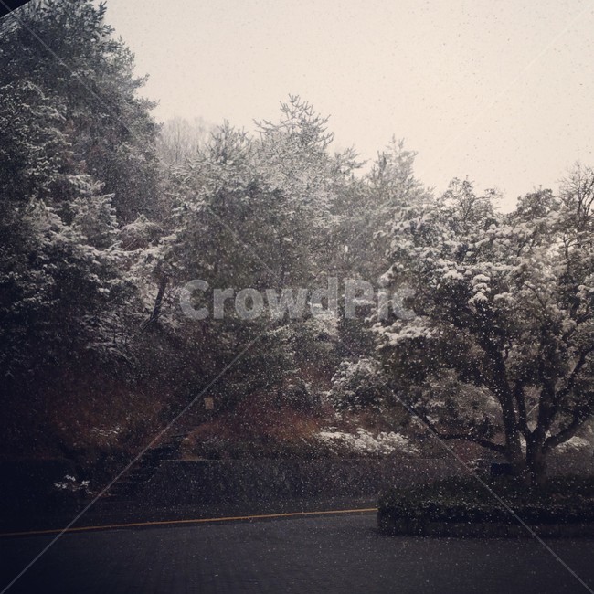 눈,나무,일본,겨울,snow,여행,풍경,Travel,Tree,Japan,겨울,계절,winter,season,자연,풍경,nature,landscape,tree,plant,식물
