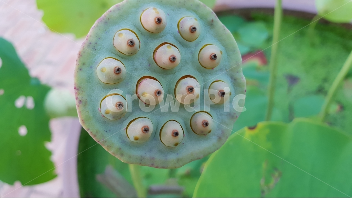 해당사항없음,연잎,연꽃씨앗,초록,여름,계절,꽃진자리,green,summer,lotusseed,nature,plant,수생식물,연밥,씨앗,배경,배경이미지,배경화면,식물,자연,plants,nature