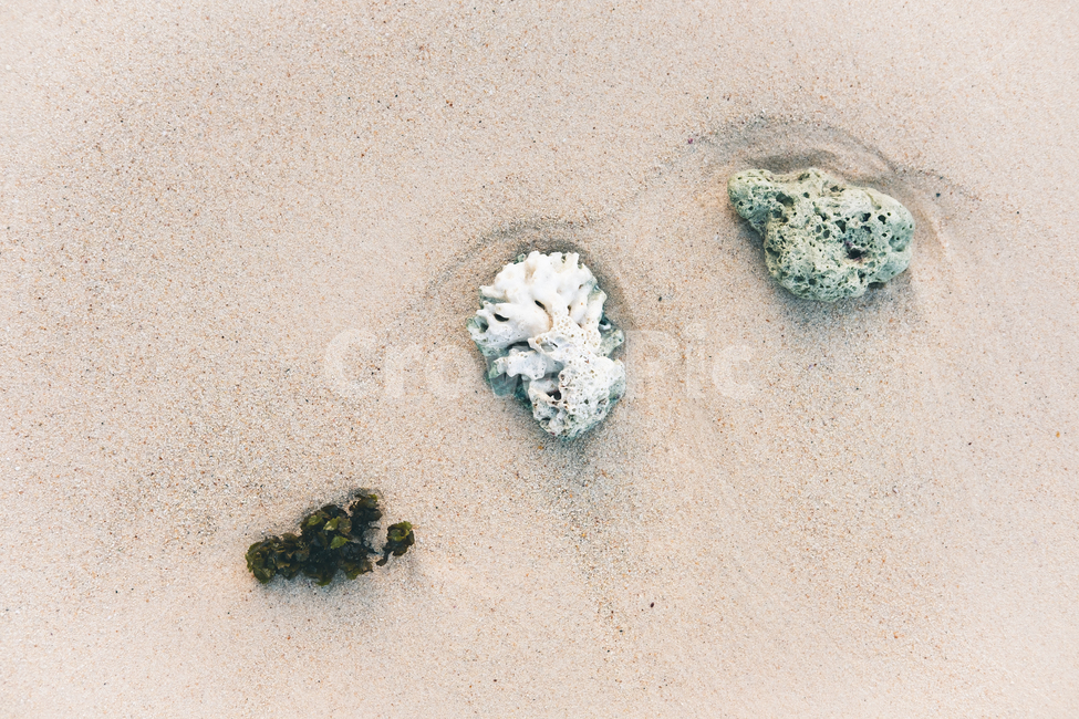 해변,백사장,산호,해초,바다,해변,바다,beach,sea