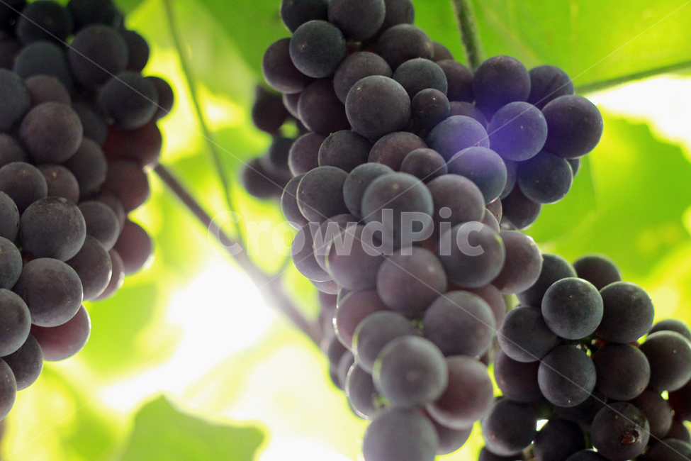 grapes,포도,food,음식,fruit,과일,plant,식물,과일,열매,fruit