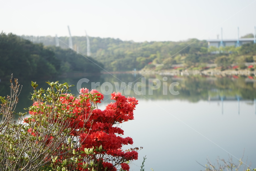 울산,울산문수구장,봄,철쭉,한국,korea,풍경,ulsan,따뜻함,호반광장,자연,풍경,nature,landscape,water,물,plant,식물,leaf,잎