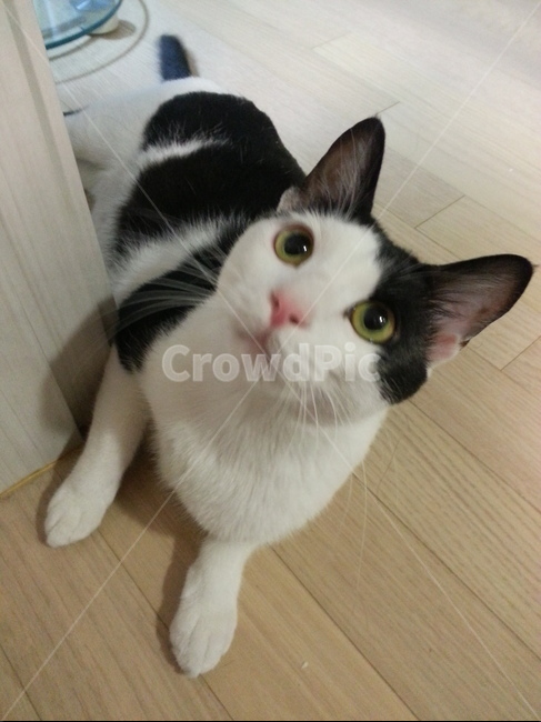 고양이얼굴,코숏,귀여운고양이,집냥이,귀여운,코리아숏헤어,고양이,반려묘,바닥,동물,고양이수염,젖소고양이,개냥이,고양이손