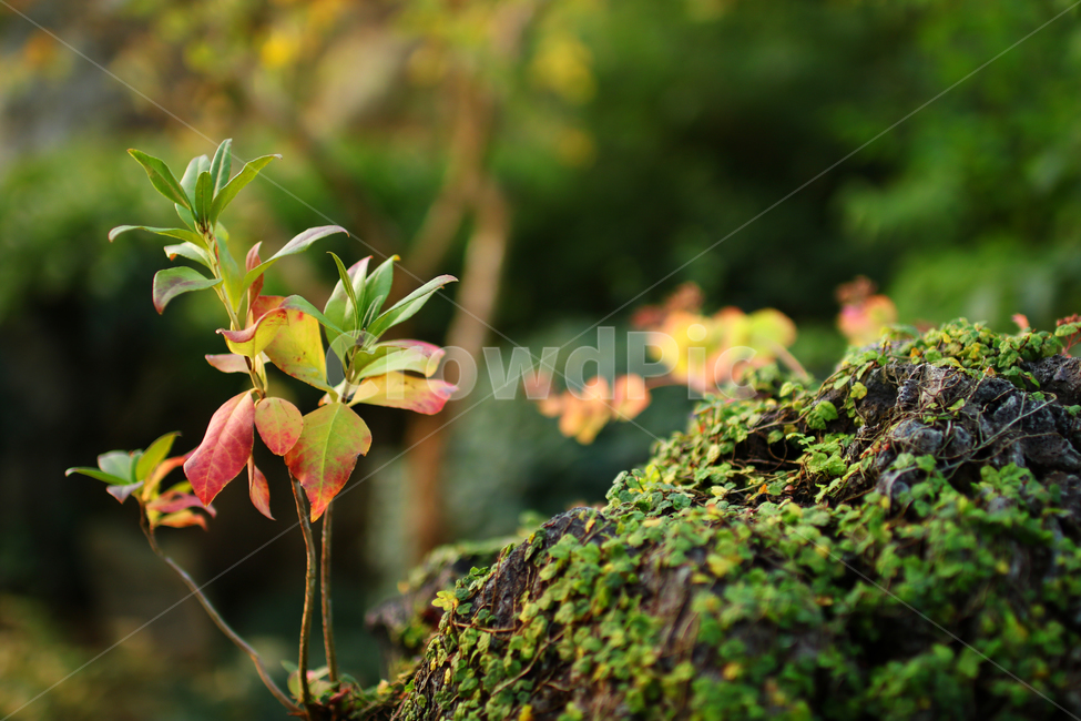 자연,감성,풍경,이끼,돌,식물,자연,plants,nature