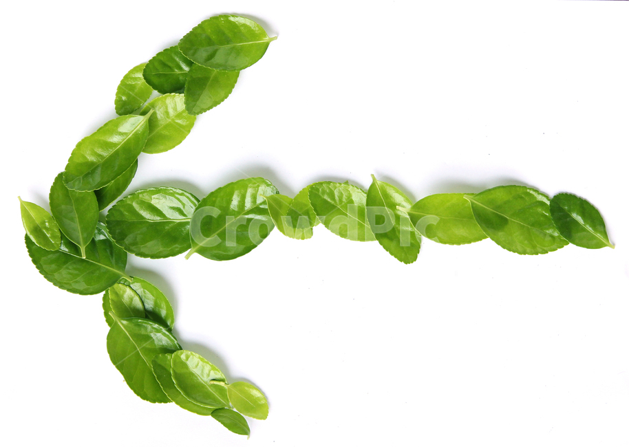 잎,나뭇잎,closeup,fresh,green,leaf,leaves,macro,natur,nature,plant,잎사귀,자연,녹색,그린,클로즈업,신선한,탑앵글,탑뷰,그룹,더미,모아놓은,모은,모이다,화살표,shape,형태,모양,흰배경,식물,자연,plants,nature,연출,컨셉,콘셉,direction,concept,누끼,remove background