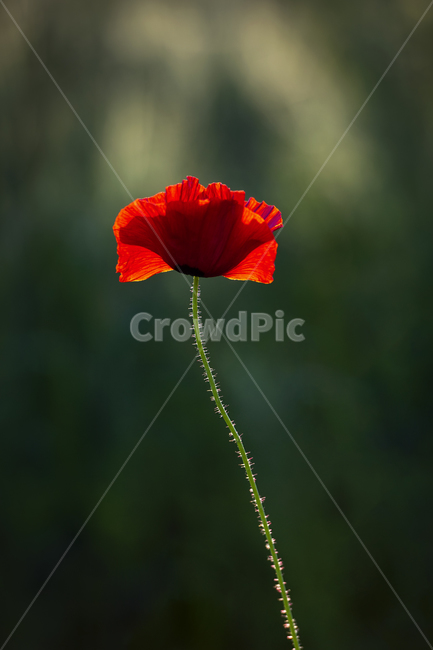 양귀비,한송이,역광,빨강,식물,plant,꽃,flower,식물,자연,plants,nature,꽃,flower