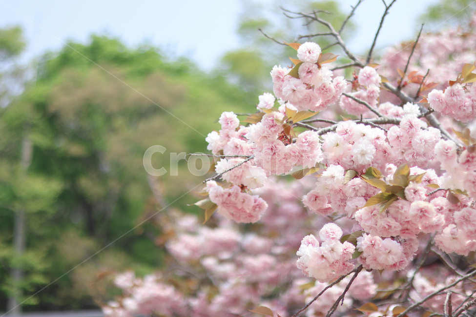 꽃,벚꽃,겹벚꽃,봄,벚꽃놀이,봄,계절,spring,season,식물,자연,plants,nature,꽃,flower,plant,blossom