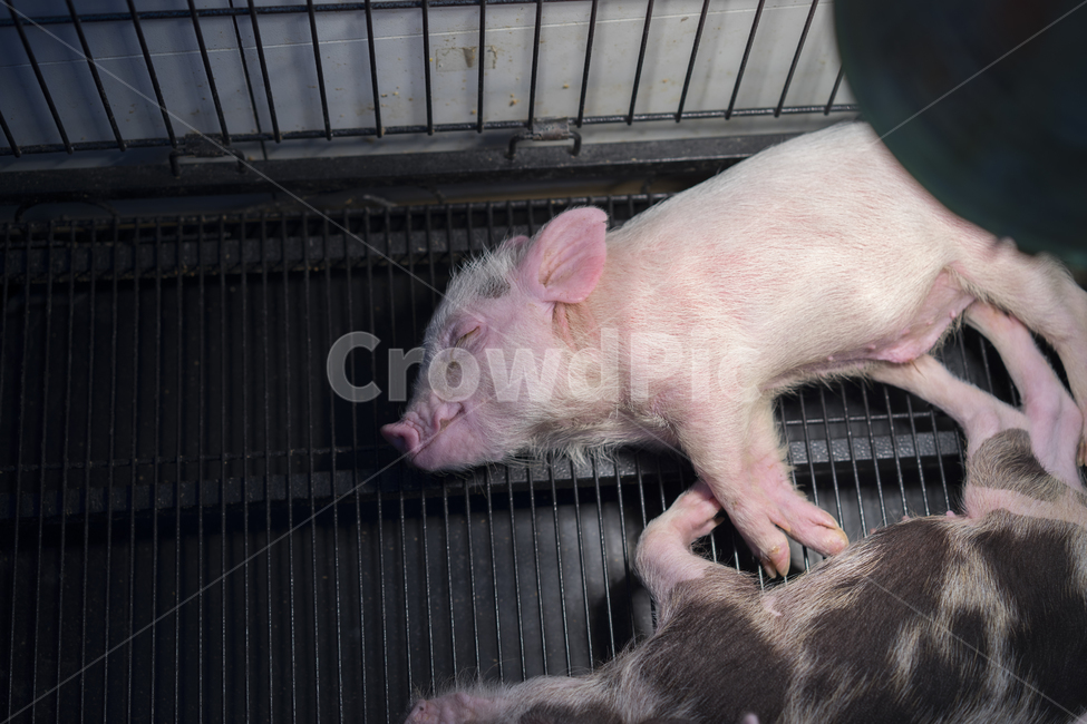 돼지,아기돼지,pig,minipig,핑크돼지,동물,animal,포유류,mammal