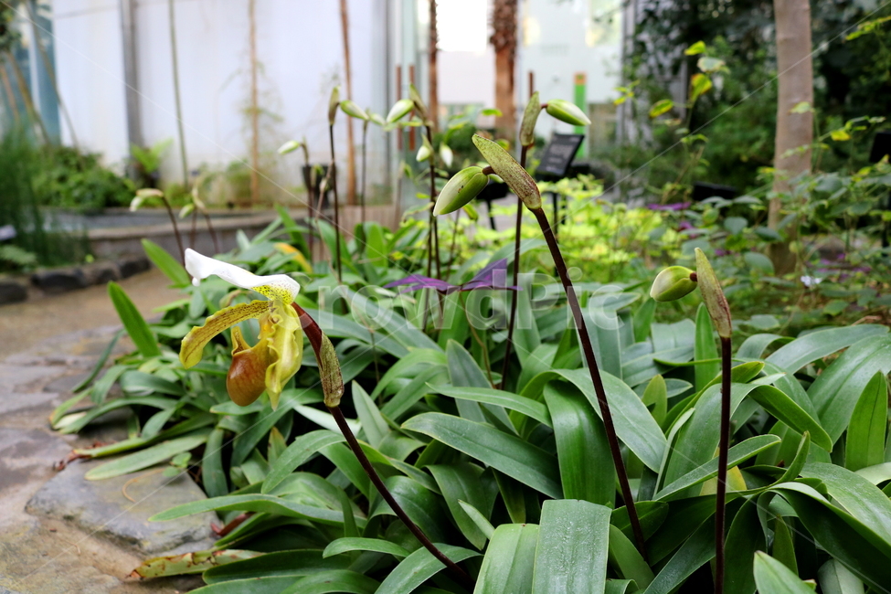 난,주머니난,꽃,주머니난꽃,난초과,식물,야생화,식물원,식물,자연,plants,nature,꽃,flower