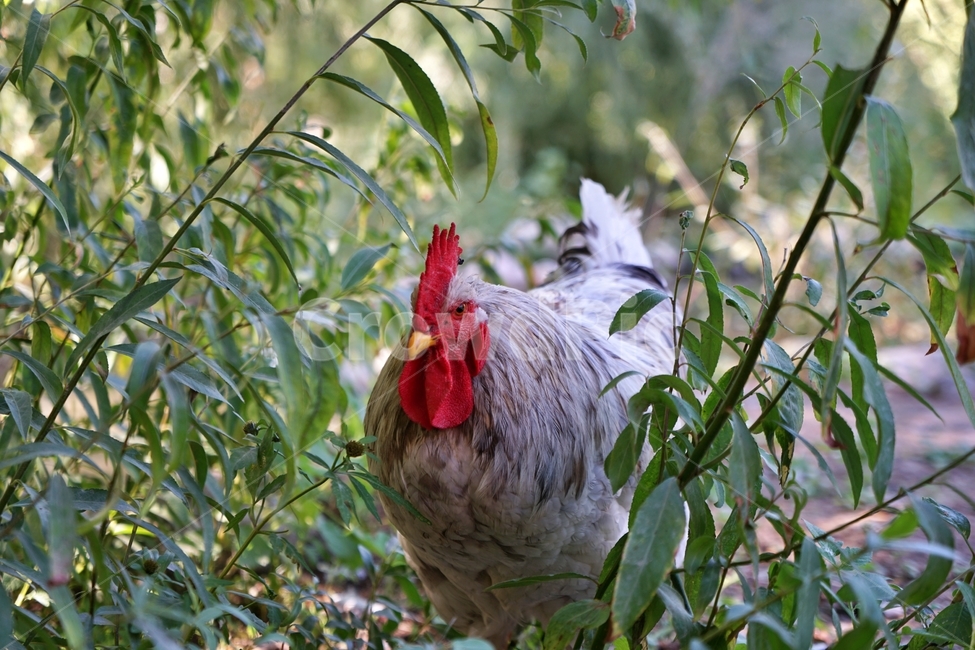 야생동물,닭,wildanimal,chicken,야생닭,숲,forest,수탉