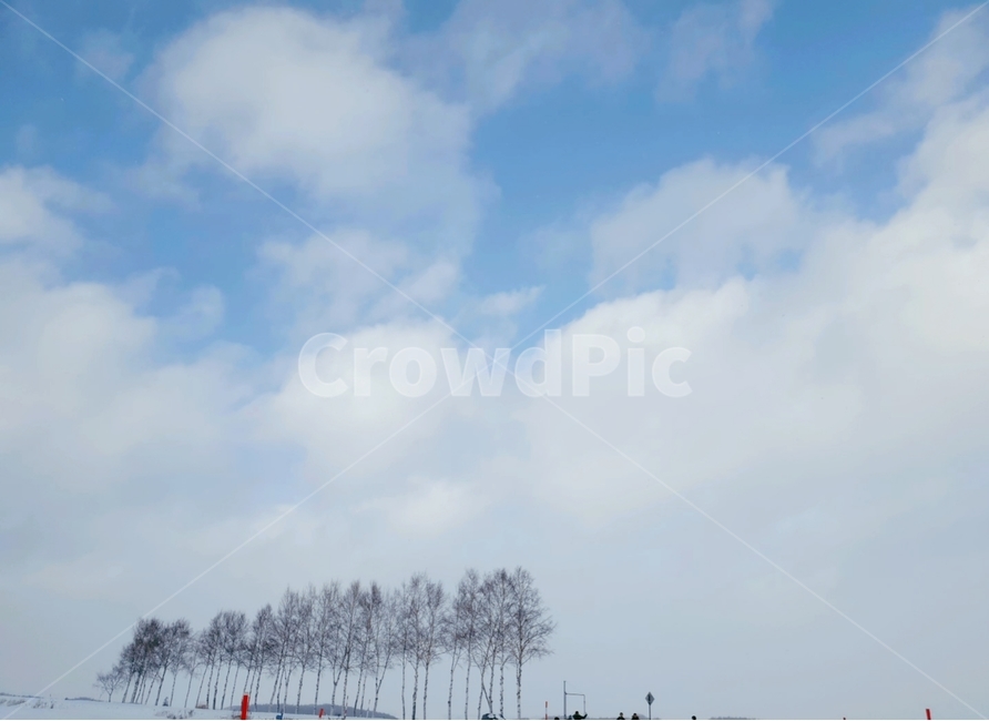 자연,삿포로,비에이정,겨울,나무,겨울,계절,winter,season,자연,풍경,nature,landscape