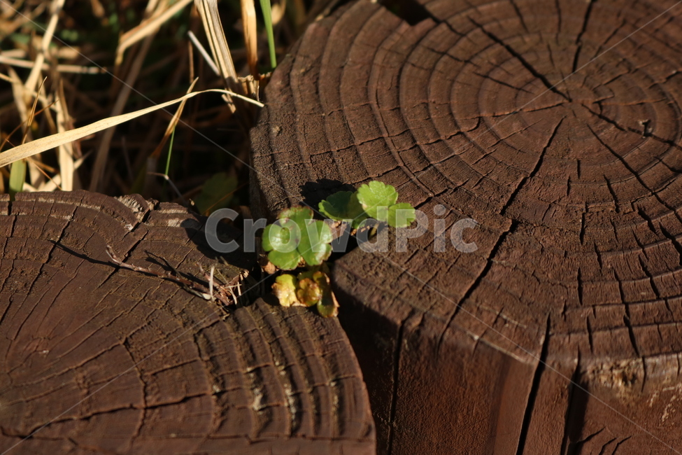 wood,나무,nature,자연,outdoors,옥외,plant,클로버,식물