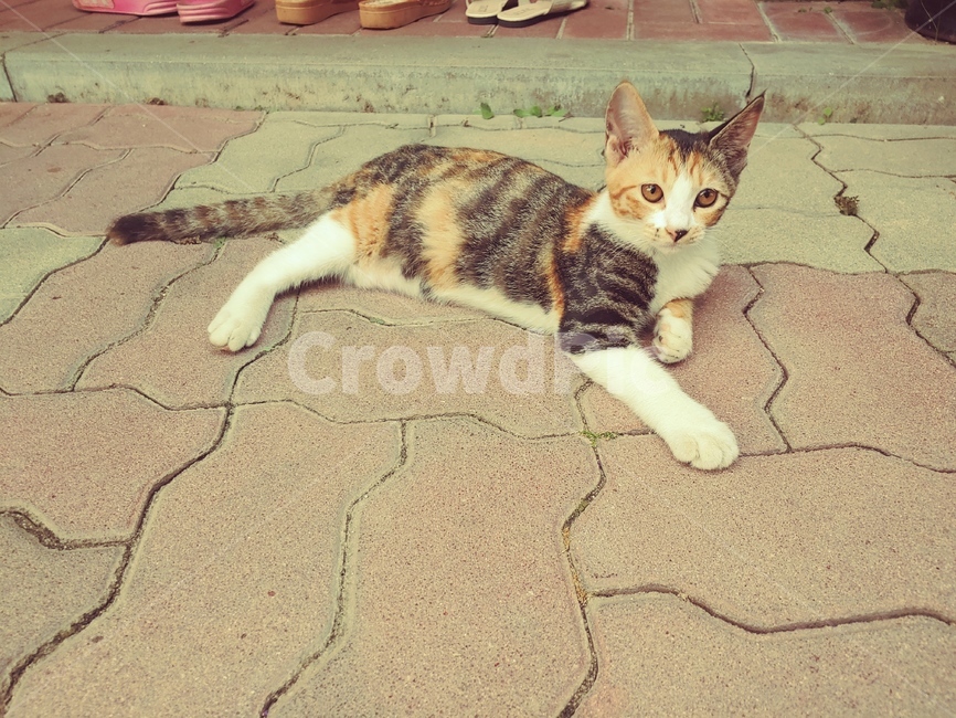animal,동물,cat,mammal,포유류,고양이,삼색이,동물,animal,포유류,mammal,고양이,cat,kitten,kitty