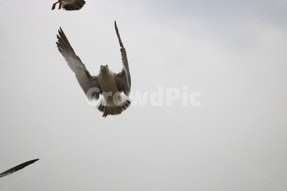 갈매기,새,조류,동물,하늘,동물,animal,조류,새,birds