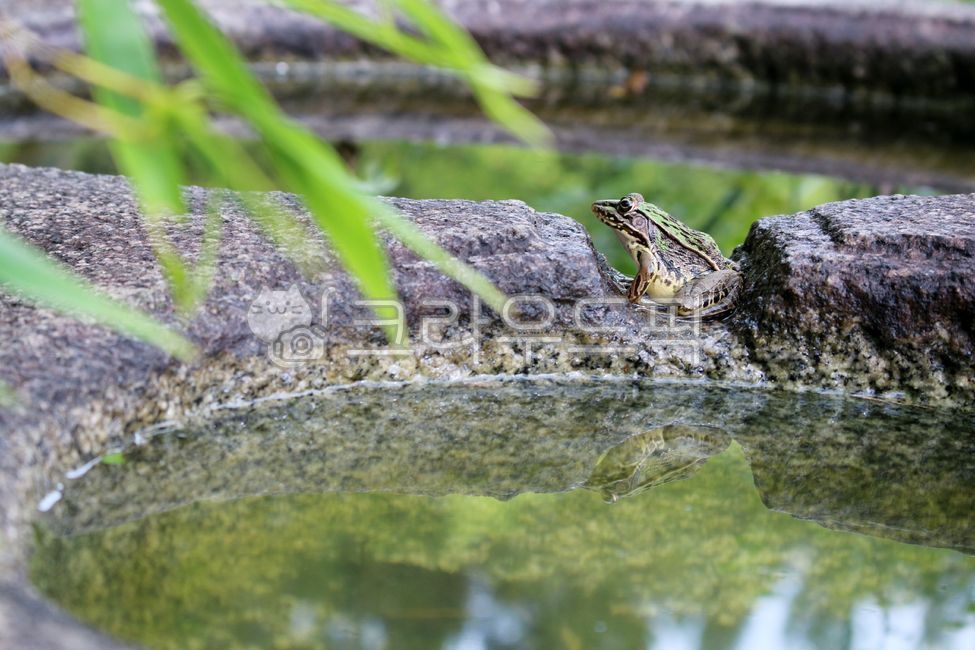 environment,frog,ecosystem,clean area,natural ecology,clear water