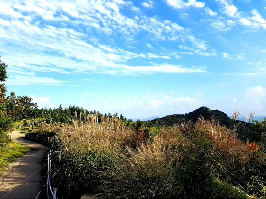 영인산,억새,하늘,가을,풍경,해,뭉게구름,가을,계절,fall,autumn,season,자연,풍경,nature,landscape,plant,식물,grass,잔디