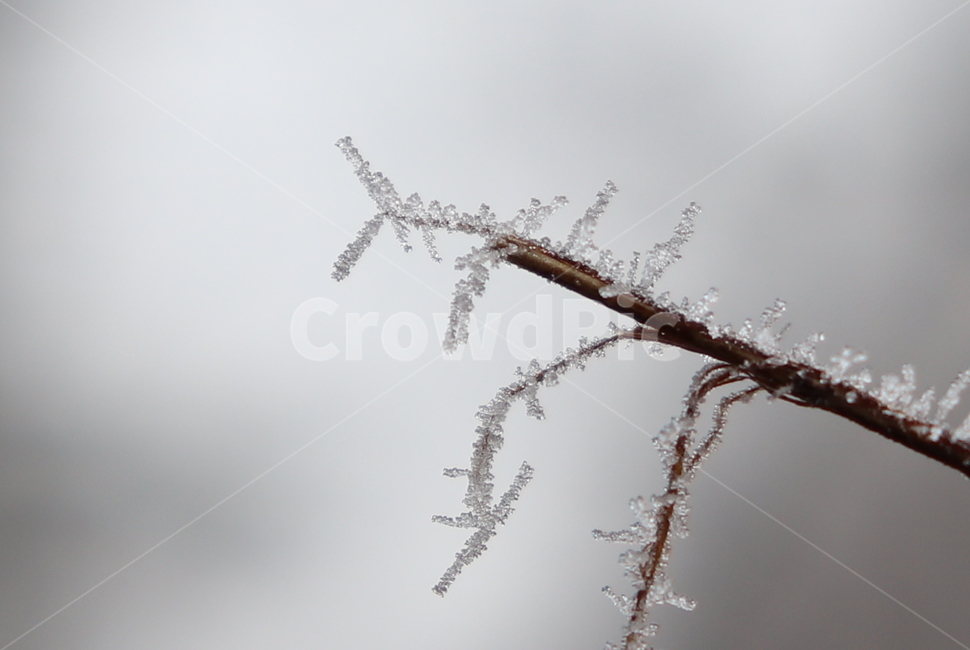 nature,자연,ice,빙,plant,식물,grass,잔디,겨울,눈,snow,접사,겨울,계절,winter,season