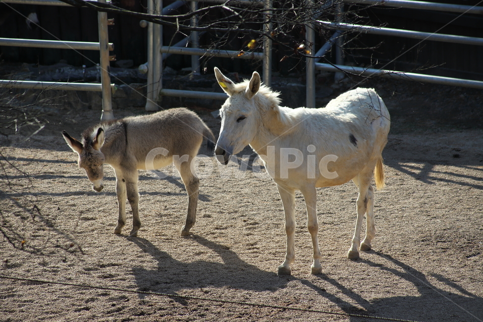 당나귀,동물,포유류,초식동물,donkey,동물,animal,포유류,mammal