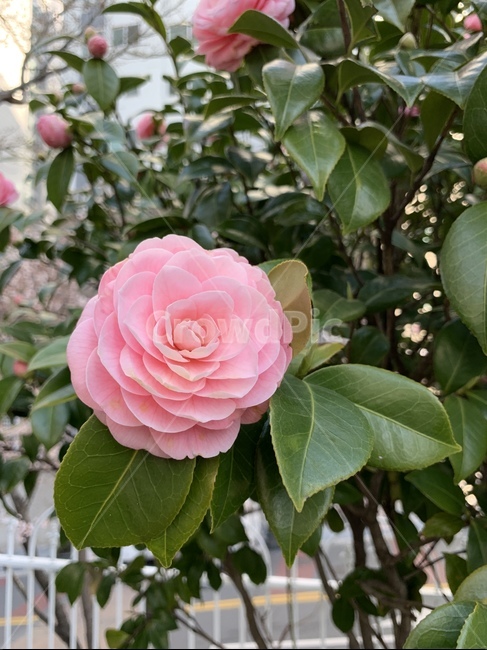 길가에핀꽃,분홍장미,꽃,분홍색,도시속,식물,자연,plants,nature,꽃,flower
