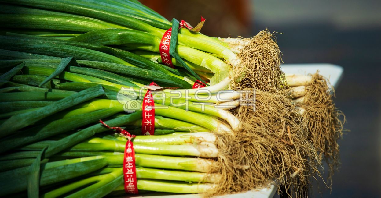 파,대파,식물,largegreenonion,뿌리,채소