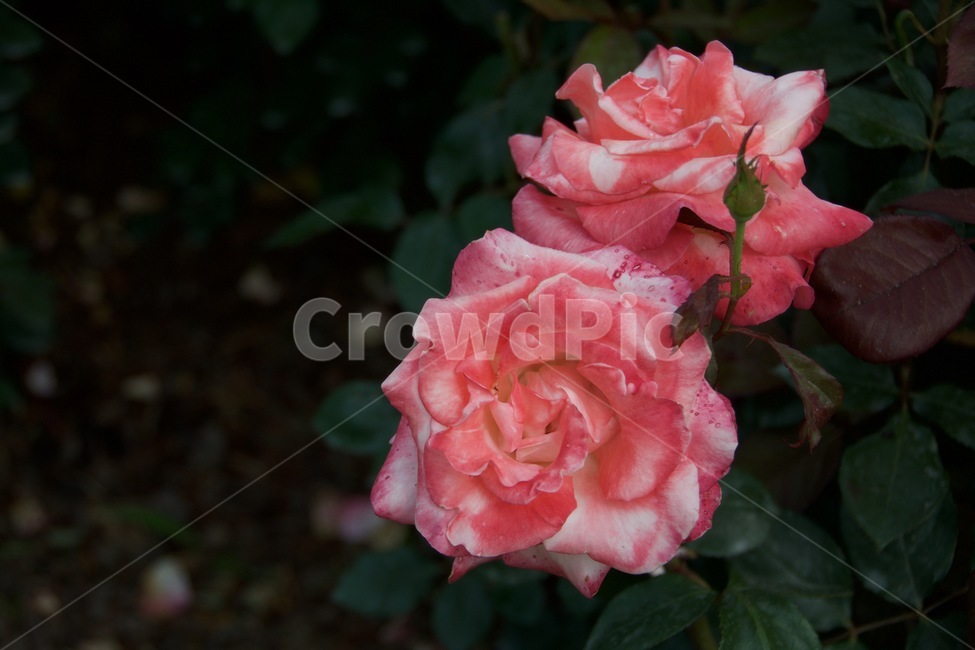 장미,꽃,분홍장미,꽃송이,큰장미,flower,rose,pinkrose