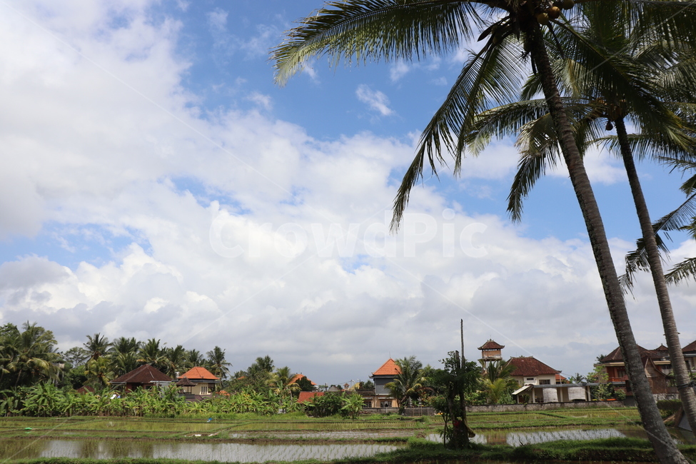 자연,휴양지,시골,동남아,마을,화창,sunny,bali,여유,논,밭,농촌,발리,nature,summer,구름