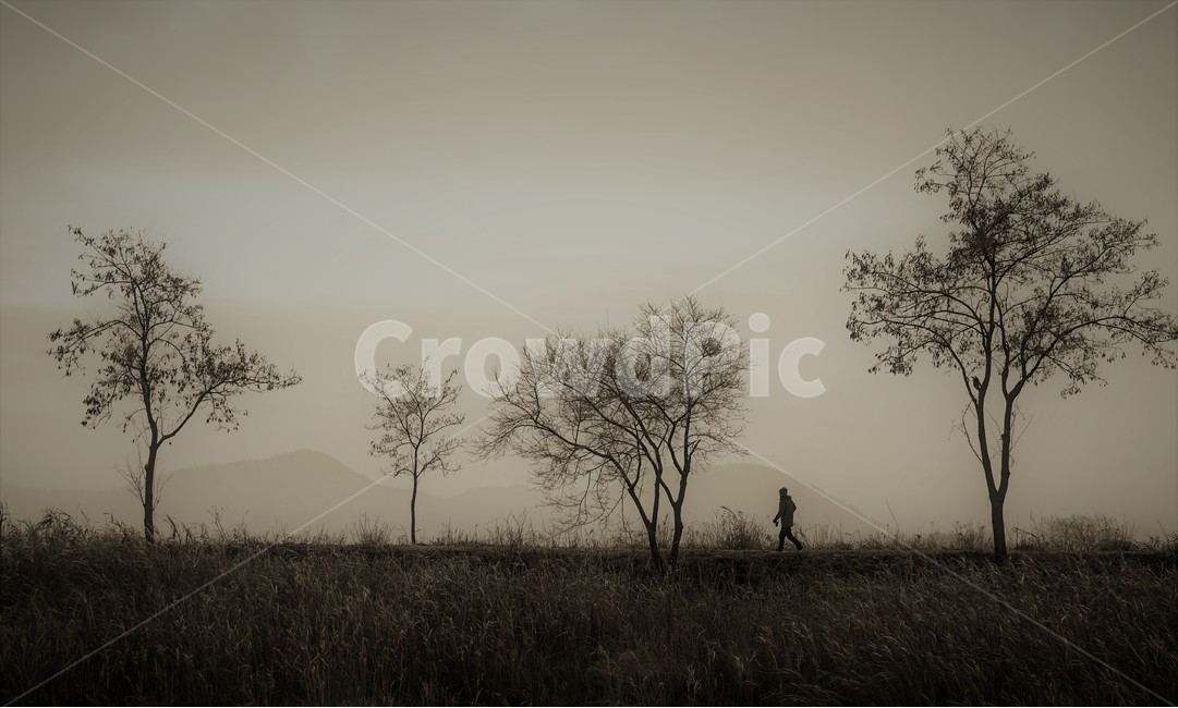 길,사람,가로수,겨울,소래지,겨울,계절,winter,season,자연,풍경,nature,landscape,식물,plants,나무,trees,wood,사람,인물,인간,human,person,인물실루엣,사람실루엣,character silhouette,human silhouette,고독함,외로움,쓸쓸함,우울함,슬픔,lonely,solitary,흑백,모노톤,monochrome,black and white,outdoors,옥외