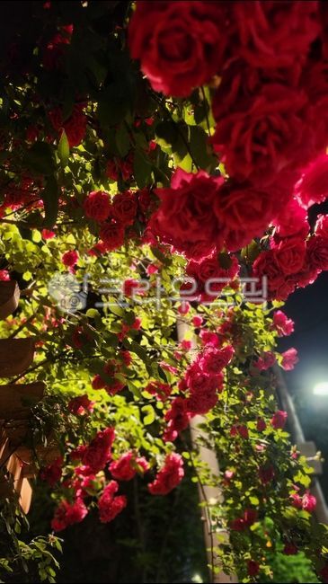 장미,꽃,정원,산책,5월,flower,rose,nature,garden,빨간장미,야화,밤장미,옥외,6월,여름장미,여름
