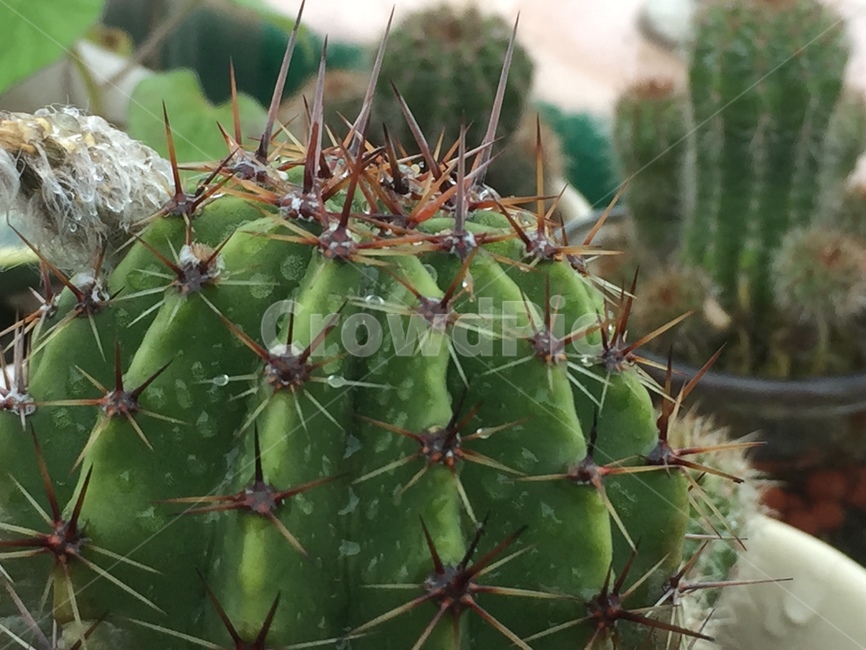 선인장,가시,식물,plant,물방울,식물,자연,plants,nature