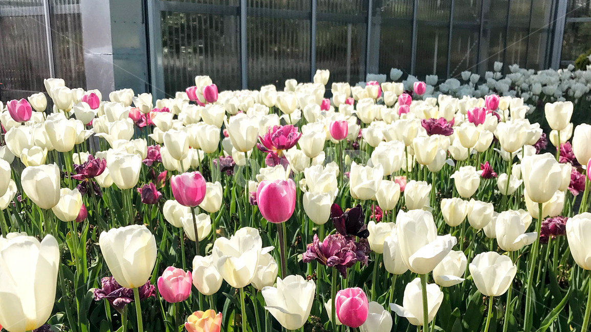tulip,아산세계꽃식물원,튤립,튤립밭,plant,식물,꽃,blossom,식물원,정원,flower