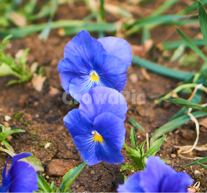 봄,꽃,flower,식물,spring,nature,plant,접사,초접사,식물,자연,plants,nature,꽃,flower