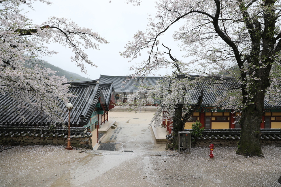 구례,화엄사,사찰,전통가옥,절,봄,계절,spring,season,한국전통,한국문화,korean traditional,korean culture,종교,신앙,religion,belief,faith,nature,자연,outdoors,옥외