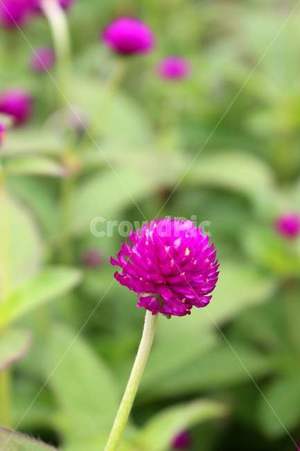 꽃,봄,봄꽃,새싹,이쁜꽃,식물,자연,plants,nature,꽃,flower